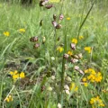 FloraJenensis · CC BY 4.0 · GBIF