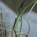 Daniel Cahen · CC BY 4.0 · GBIF