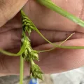 Ashwin Srinivasan · CC BY 4.0 · GBIF