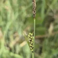 Naturgucker Tom · CC0 1.0 · GBIF