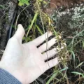Ryan Donnelly · CC BY 4.0 · GBIF