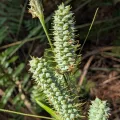 Valerie Anderson · CC BY 4.0 · GBIF
