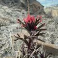 Zach Earl · CC BY 4.0 · GBIF