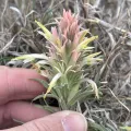 Sam Kieschnick · CC BY 4.0 · GBIF