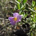 Duarte Frade · CC BY 4.0 · GBIF