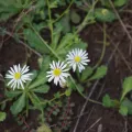 coenobita · CC BY 4.0 · GBIF