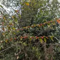 Sagnik Dutta Roy · CC BY 4.0 · GBIF