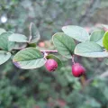 Michal Honskus · CC BY 4.0 · GBIF