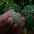 Jon Sullivan · CC BY 4.0 · GBIF