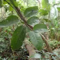 Mahomed Desai · CC BY 4.0 · GBIF