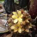 Meng-Ying Tsai · CC0 1.0 · GBIF