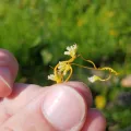 Ryan Sorrells · CC BY 4.0 · GBIF