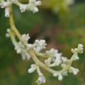 ITÔ, Hiroki · CC BY 4.0 · GBIF