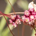 Eleftherios Katsillis · CC BY 4.0 · GBIF