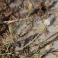 Daniel Cahen · CC BY 4.0 · GBIF