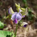 Kathy Hofmeyer Woughter · CC BY 4.0 · GBIF