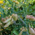 elonicera · CC0 1.0 · GBIF