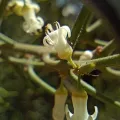 Felipe Horton · CC BY 4.0 · GBIF