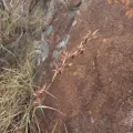 Christiaan Viljoen · CC BY 4.0 · GBIF