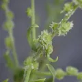Jared Shorma · CC BY 4.0 · GBIF