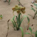 Erwin Sieben · CC0 1.0 · GBIF