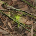 Lucas Christofides · CC BY 4.0 · GBIF