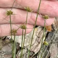 Karen Guin · CC BY 4.0 · GBIF