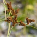 Dan Vickers · CC BY 4.0 · GBIF