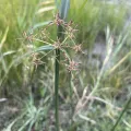 Meng-Ying Tsai · CC0 1.0 · GBIF