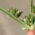 Zihao Wang · CC BY 4.0 · GBIF