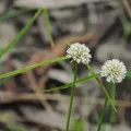 Roland Muench · CC BY 4.0 · GBIF
