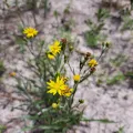 Bob Schwartz · CC BY 4.0 · GBIF