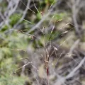 fmunoz · CC BY 4.0 · GBIF