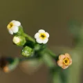 Kym Nicolson · CC BY 4.0 · GBIF