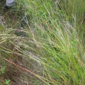 Michael D. Pirie · CC BY 4.0 · GBIF
