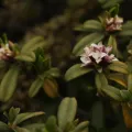 Siddarth Machado · CC BY 4.0 · GBIF