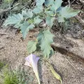Sue Carnahan · CC BY 4.0 · GBIF