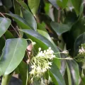 Vijay Barve · CC0 1.0 · GBIF