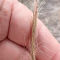 Peter de Lange · CC0 1.0 · GBIF