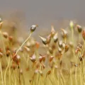 Arild Omberg · CC BY 4.0 · GBIF