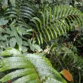 Kalvin Chan · CC BY 4.0 · GBIF