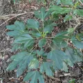 plant 0302 · CC BY 4.0 · GBIF
