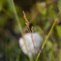 Skjold Søndergaard · CC BY 4.0 · GBIF