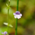 Cheng-Tao Lin · CC BY 4.0 · GBIF