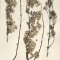 Naturalis Biodiversity Center · CC0 1.0 · GBIF