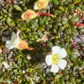 Per Trygve Karstensen · CC BY 4.0 · GBIF
