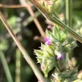rosshawkins · CC0 1.0 · GBIF
