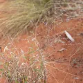 Kym Nicolson · CC BY 4.0 · GBIF