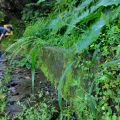 chiuluan · CC BY 4.0 · GBIF