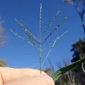 Harry Rose · CC0 1.0 · GBIF